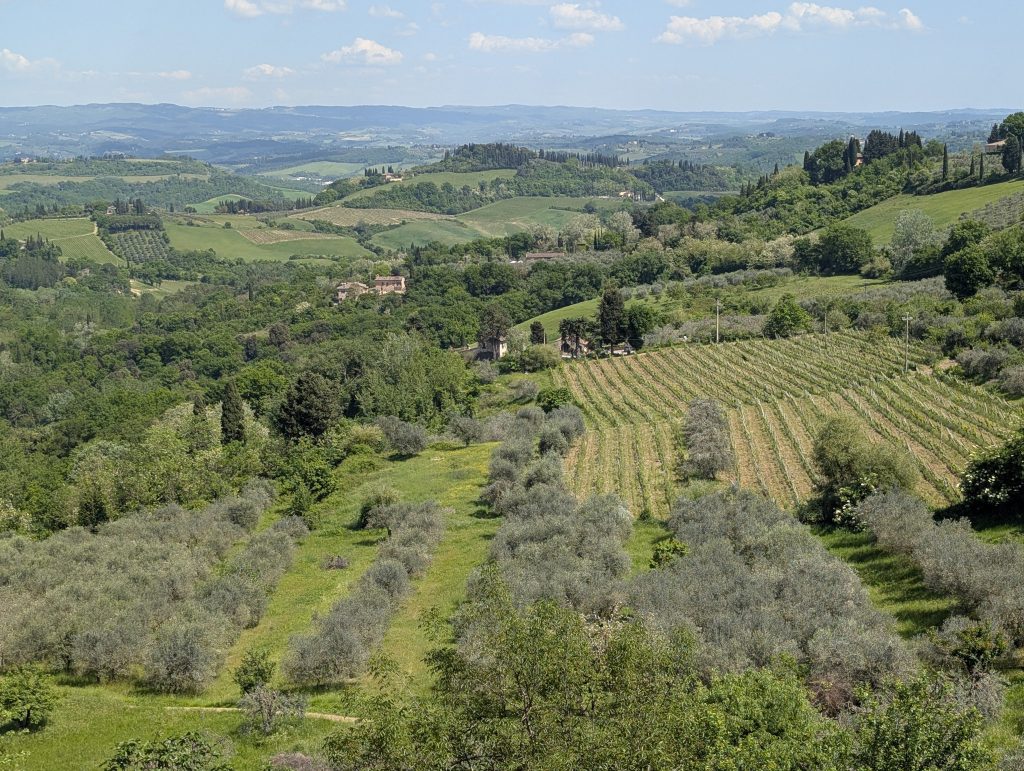 terraced vineyards cascading down hillsides near Italian seaside villages